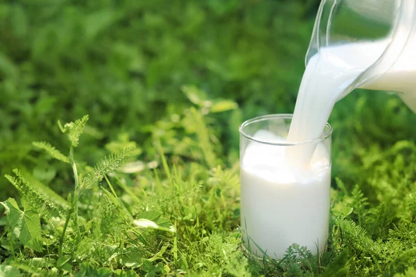 Pouring Tasty Fresh Milk Jug Glass Green Grass Outdoors Closeup — ストック写真