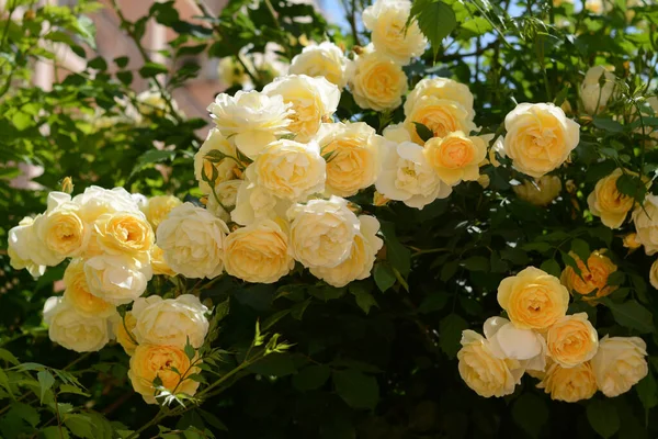 Bush Beautiful Yellow Roses Garden Sunny Day — Zdjęcie stockowe