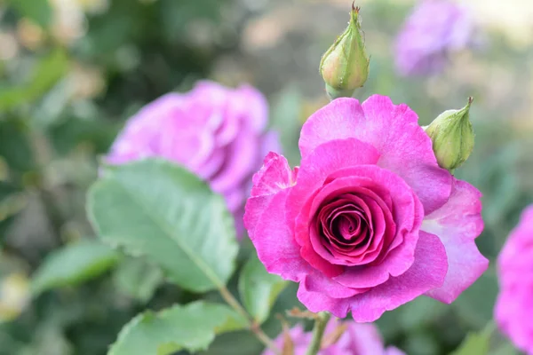 Beautiful Violet Rose Flower Blooming Outdoors Sunny Day Closeup Space — Stockfoto