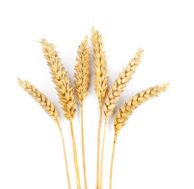 Dried ears of wheat on white background, top view