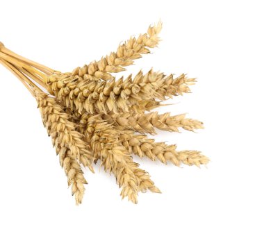 Bunch of dried wheat on white background
