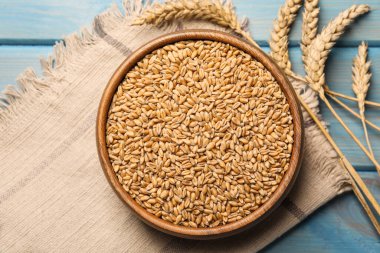 Wheat grains with spikelets on light blue wooden table, flat lay