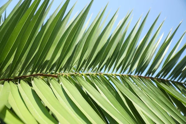 Красивий Зелений Тропічний Лист Тлі Блакитного Неба Крупним Планом — стокове фото