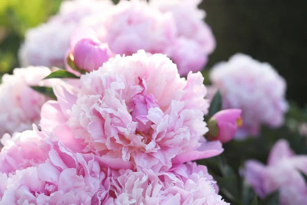 Beautiful Pink Peony Flowers Outdoors Closeup View — Fotografia de Stock