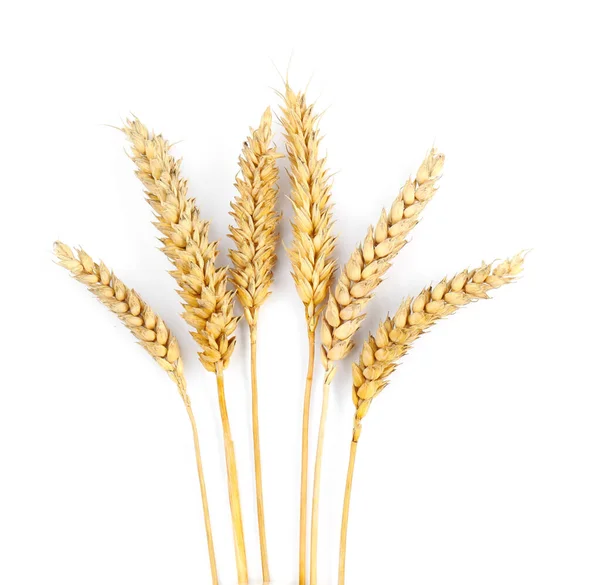 Dried Ears Wheat White Background Top View — 图库照片