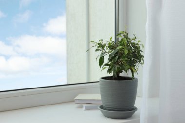 Pencere pervazında saksıda ficus, mesaj için boşluk. Ev bitkisi