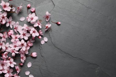 Siyah tahta üzerinde güzel pembe çiçekleri olan kiraz ağacı dalı düz yatıyordu. Metin için boşluk