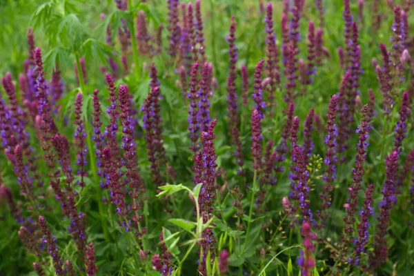 Many Beautiful Lavender Flowers Growing Field Closeup — Foto de Stock