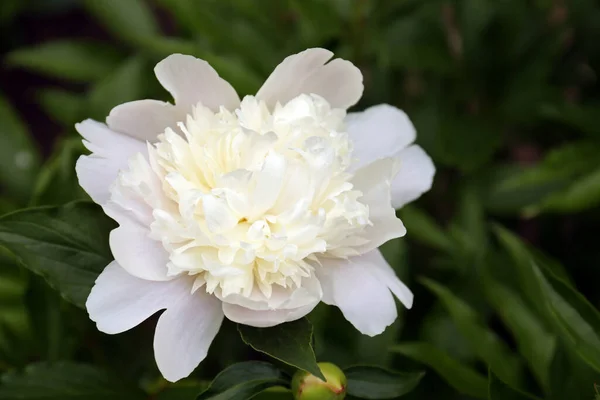 Beautiful Blooming White Peony Growing Garden Closeup —  Fotos de Stock