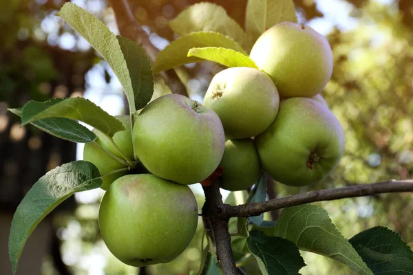 Νωπά Και Ώριμα Μήλα Κλαδί Δέντρου Στον Κήπο Κοντινό Πλάνο — Φωτογραφία Αρχείου