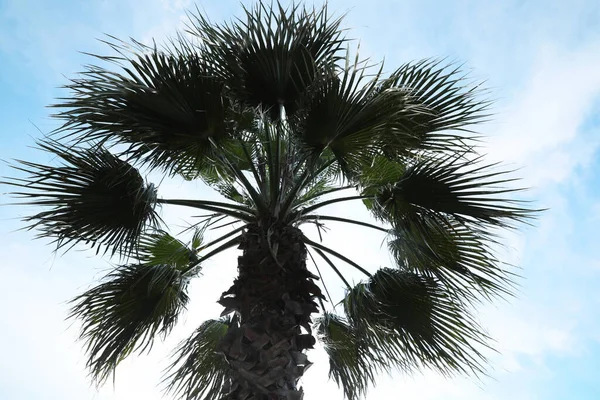 Beautiful Palm Green Leaves Blue Sky Low Angle View Tropical — ストック写真