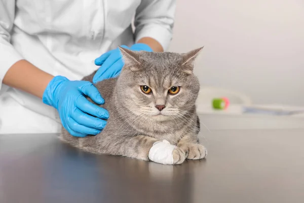 Veterinarian Holding Cute Scottish Straight Cat Bandage Paw Table Indoors — Stock Photo, Image