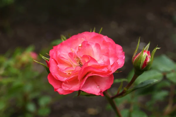 Beautiful Pink Rose Flowers Dew Drops Garden Closeup — Stock Photo, Image