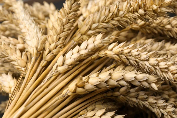 Many Dried Ears Wheat Closeup View — Stock Photo, Image