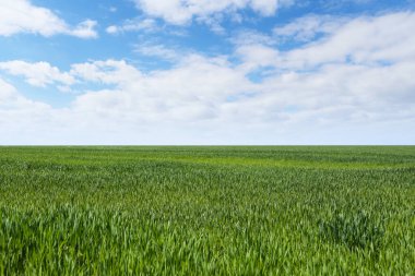 Beautiful view of agricultural field with ripening cereal crop