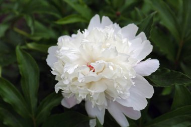 Beautiful blooming white peony growing in garden, closeup