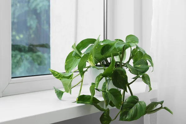 Epipremnum Pot Windowsill Indoors Space Text Фабрика — стоковое фото