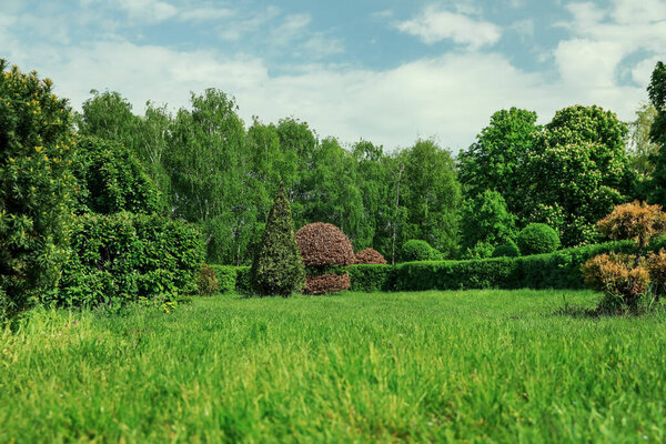 Picturesque view of beautiful park with trees, bushes and green grass