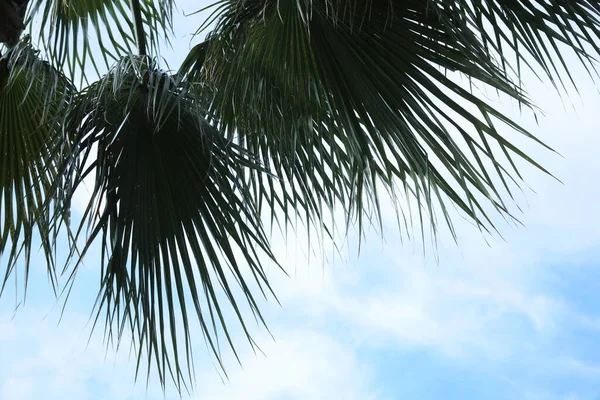 Beautiful Palm Green Leaves Blue Sky Low Angle View Tropical — ストック写真