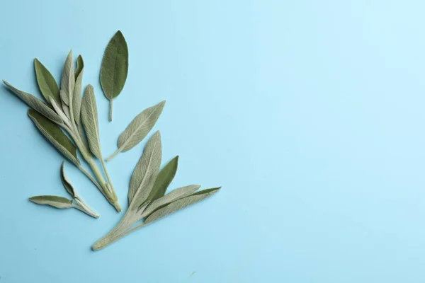 Fresh Green Sage Leaves Turquoise Background Flat Lay Space Text — Photo