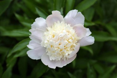 Beautiful blooming white peony growing in garden, closeup