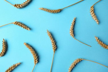 Many ears of wheat on light blue background, flat lay