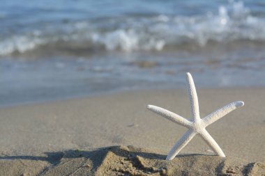 Beautiful starfish on sandy beach near sea, closeup. Space for text