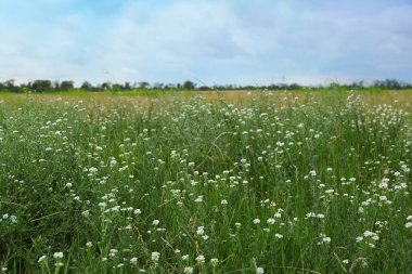 Many beautiful white wildflowers growing in field