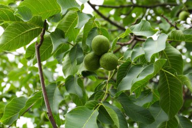 Açık havada ağaç dalında olgunlaşmamış yeşil cevizler.