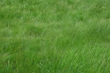 Beautiful lawn with fresh green grass outdoors