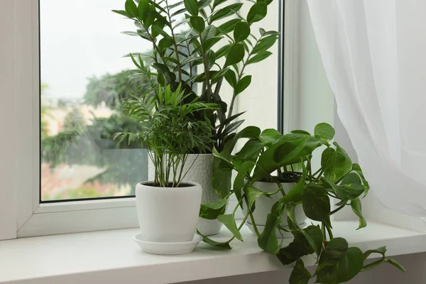 Different Potted Houseplants Windowsill Indoors Space Text — Stok Foto