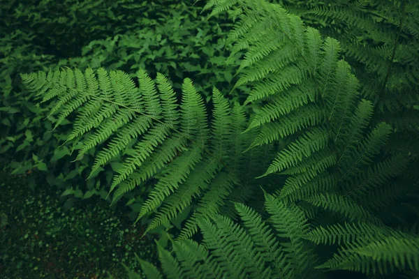 Beautiful Fern Lush Green Leaves Growing Outdoors Tropical Plant — Stok Foto