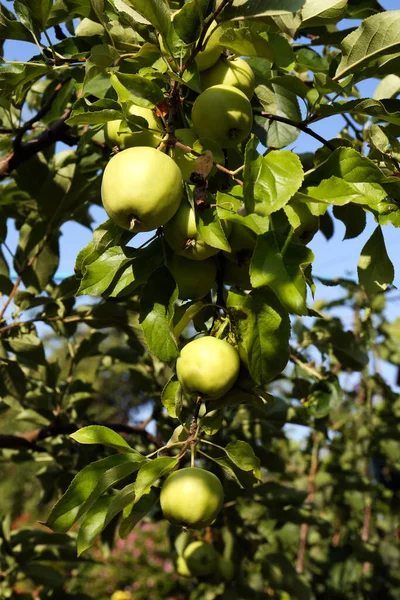 Apple Tree Fresh Ripe Fruits Sunny Day — Zdjęcie stockowe