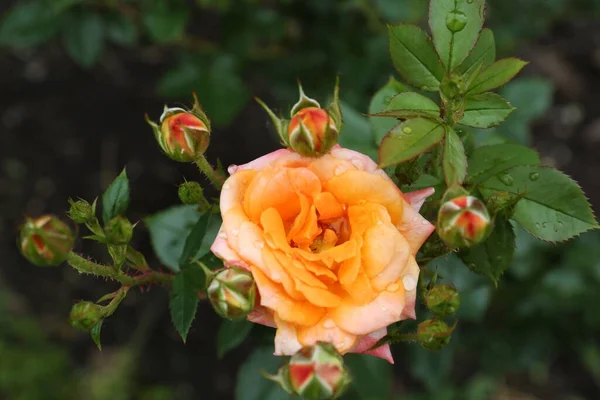 Όμορφο Τριαντάφυλλο Λουλούδι Σταγόνες Δροσιά Στον Κήπο Top View — Φωτογραφία Αρχείου