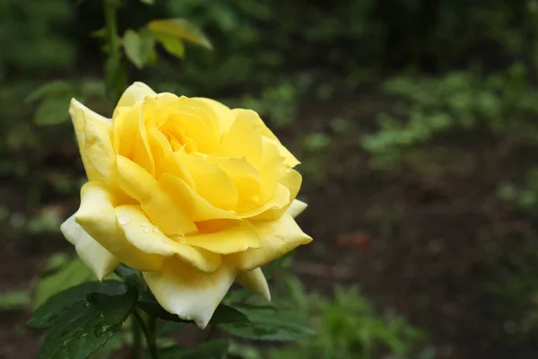 Beautiful Yellow Rose Flower Garden Closeup Space Text — Stockfoto
