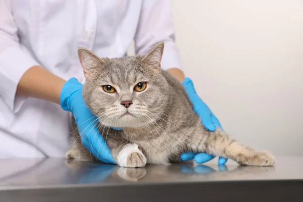 Veterinarian Holding Cute Scottish Straight Cat Bandage Paw Table Closeup — Stock Photo, Image