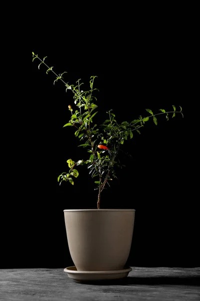 Pomegranate plant with green leaves in pot on grey table against black background