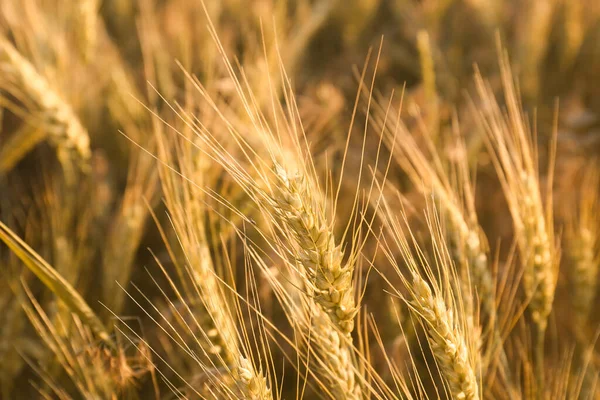 Beautiful Agricultural Field Ripening Wheat Closeup — Stock Photo, Image