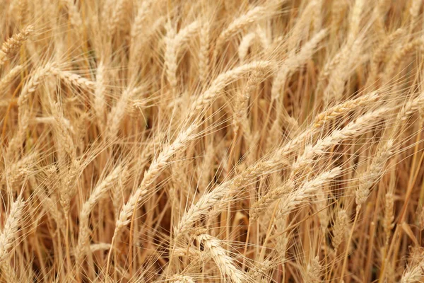 Beautiful Ripe Wheat Spikes Agricultural Field — Stock Photo, Image