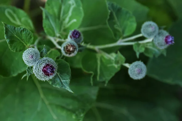 Beautiful Burdock Plant Flowers Green Leaves Outdoors Closeup — Stok fotoğraf