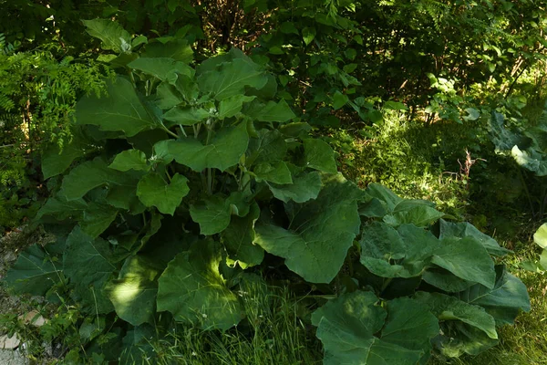 Burdock Plant Big Green Leaves Outdoors — Stock Photo, Image