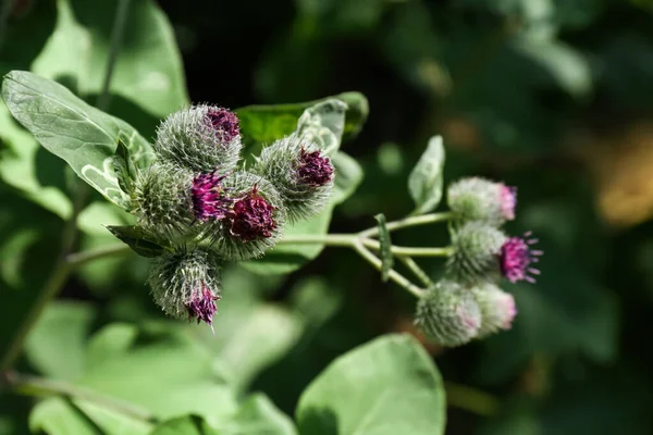 Beautiful Burdock Plant Flowers Green Leaves Outdoors Sunny Day Closeup — Stock Photo, Image