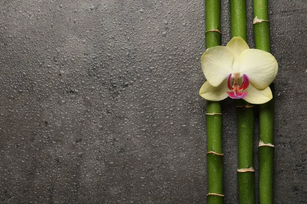 Belle Fleur Orchidée Tiges Bambou Avec Des Gouttes Eau Sur — Photo