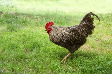 Beautiful rooster walking on yard in village