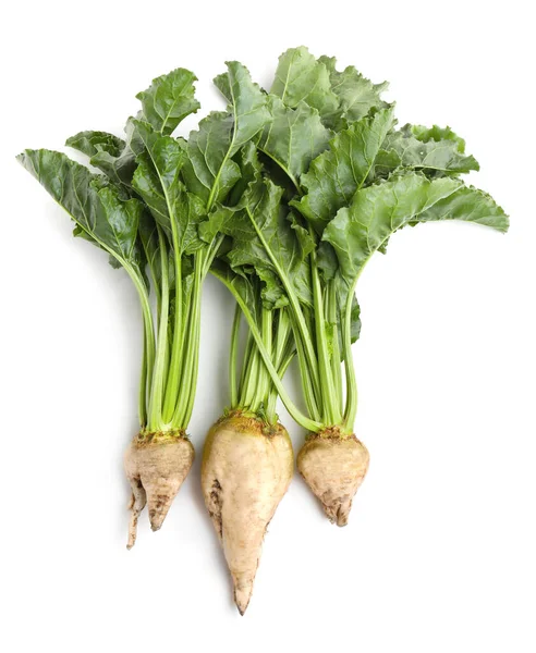 Sugar Beets Leaves White Background — Foto Stock