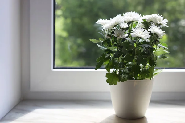 Beautiful Potted Chrysanthemum Flowers White Window Sill Indoors Space Text — Stockfoto