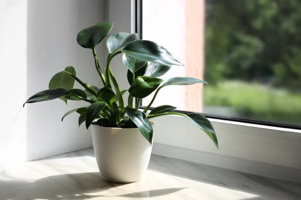 Beautiful Houseplant Green Leaves Pot White Window Sill Indoors Space — Stok Foto