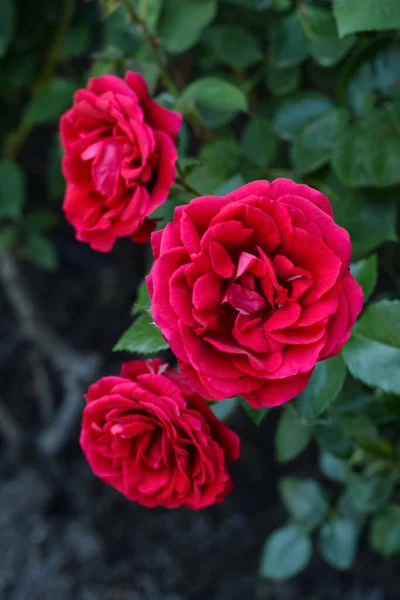 Όμορφα Κόκκινα Τριαντάφυλλα Λουλούδια Ανθίζουν Εξωτερικούς Χώρους Closeup — Φωτογραφία Αρχείου