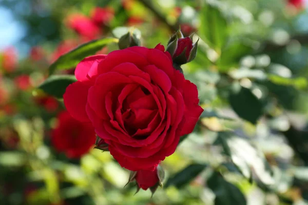 Beautiful Blooming Red Rose Bush Outdoors Closeup — 图库照片