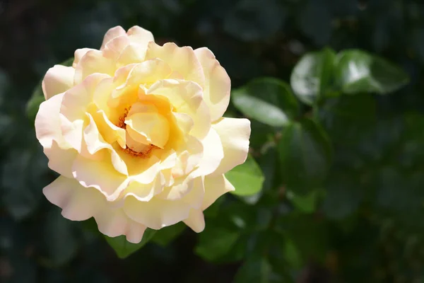 Beautiful Yellow Rose Flower Blooming Outdoors Closeup Space Text — Fotografia de Stock